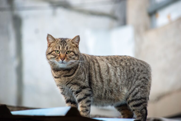 Gatto Manx: Carattere, Scheda Completa e Consigli