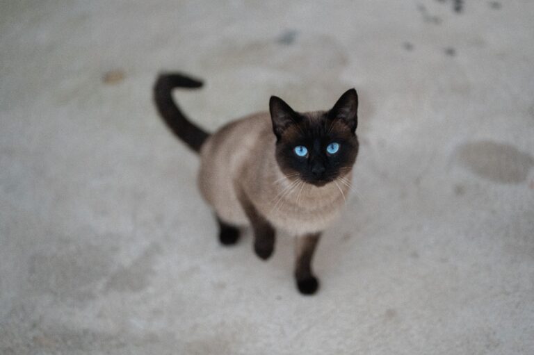 Gatto Tonkinese: Carattere, Scheda Completa e Consigli