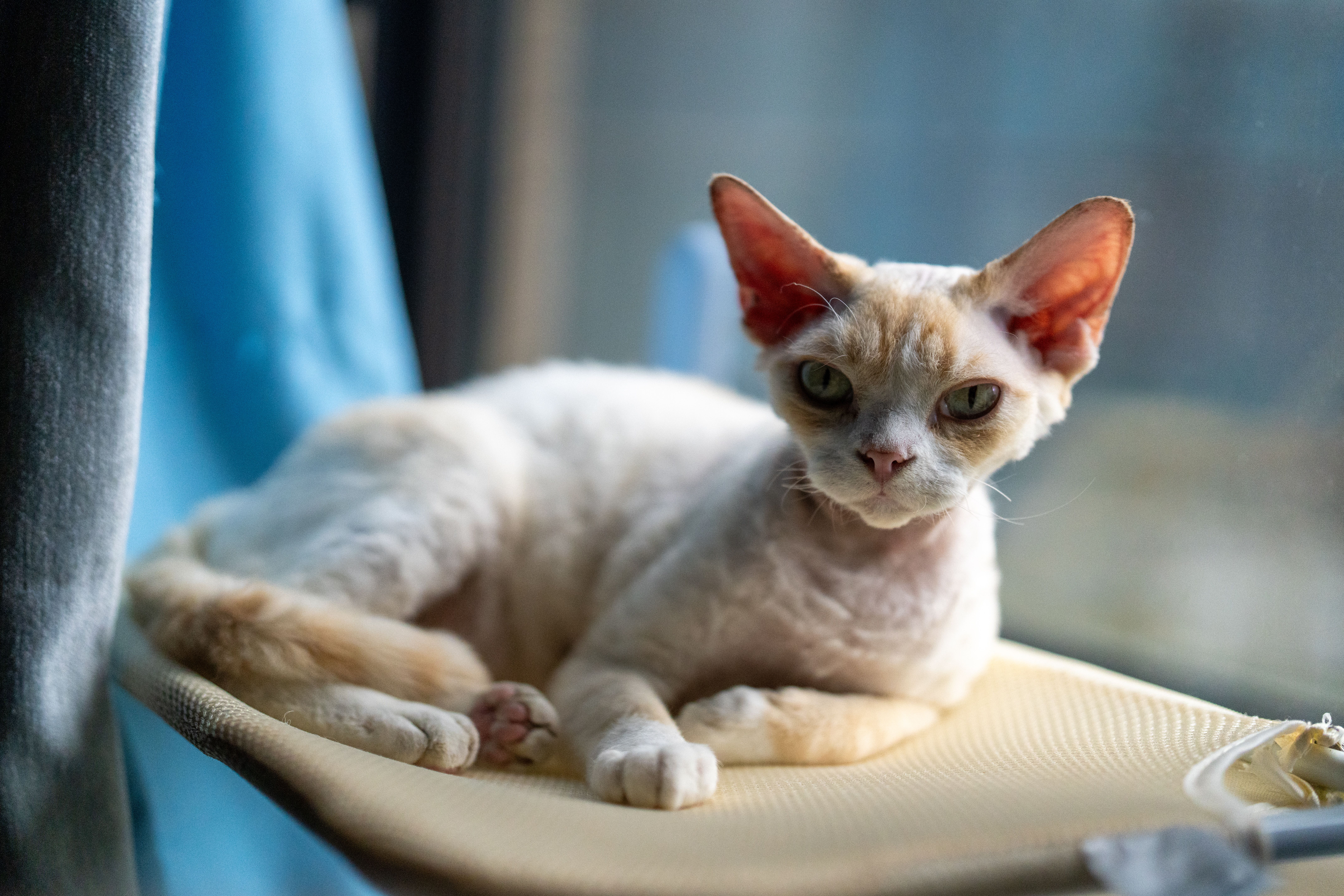Gatto Cornish Rex: Carattere, Scheda Completa e Consigli