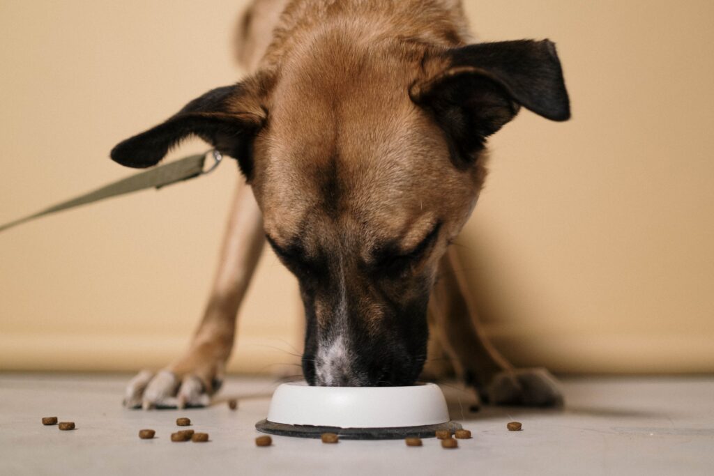 Migliori Crocchette Economiche per Cani — Guida Completa pexels cottonbro 6568950