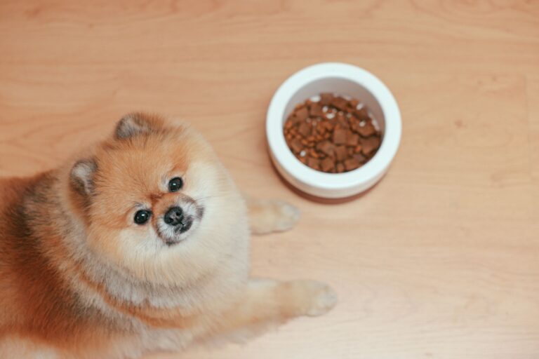 Migliore Cibo per Cani di Taglia Piccola — Guida Completa