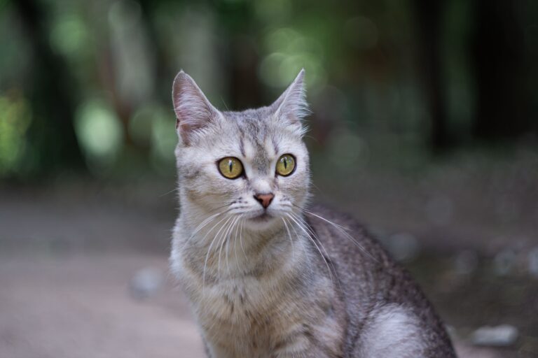 Gatto Burmilla: Carattere, Scheda Completa e Consigli