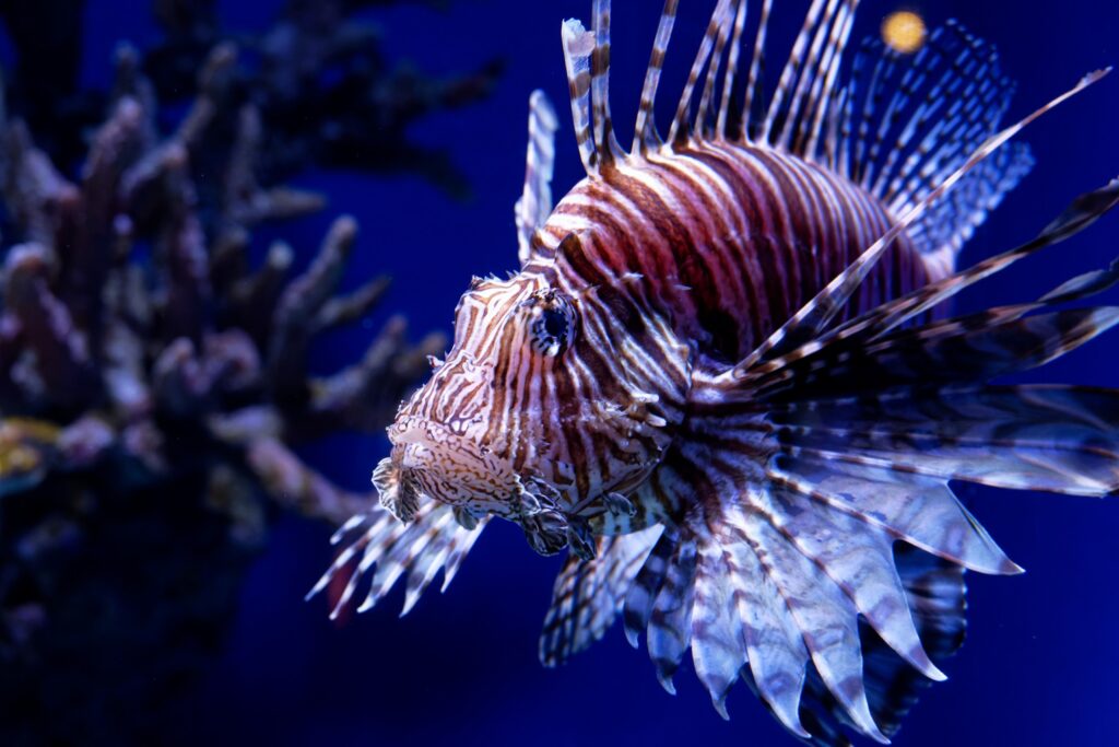 Pesce Leone: Scheda Completa, Acquario e Consigli pexels gu bra 11680150 35889968