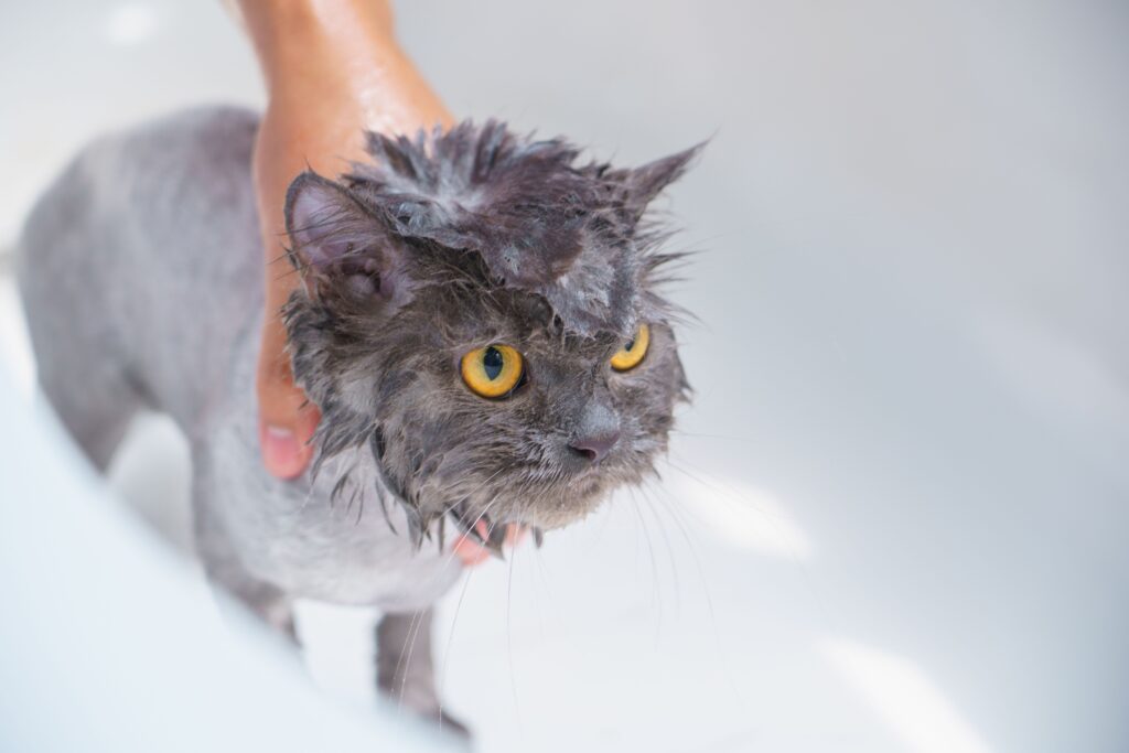 Migliore Shampoo Economico per Gatti — Guida Completa pexels karin chantanaprayura 35125407 7224657