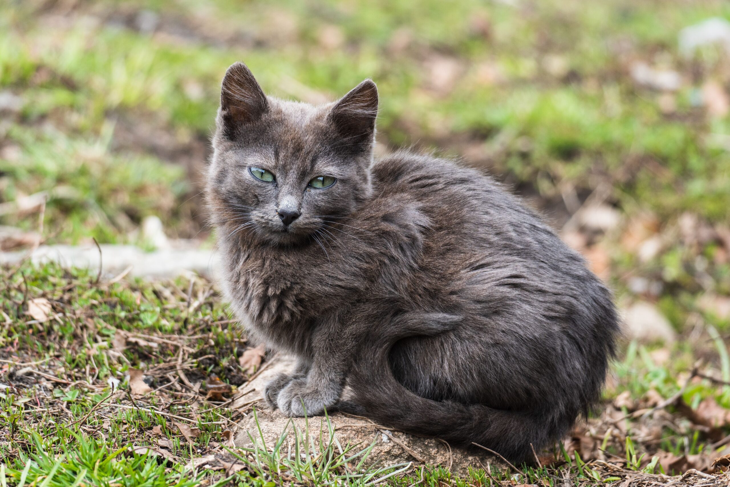 Pexels Nikola Sivkov 327514989 13806095 Scaled
