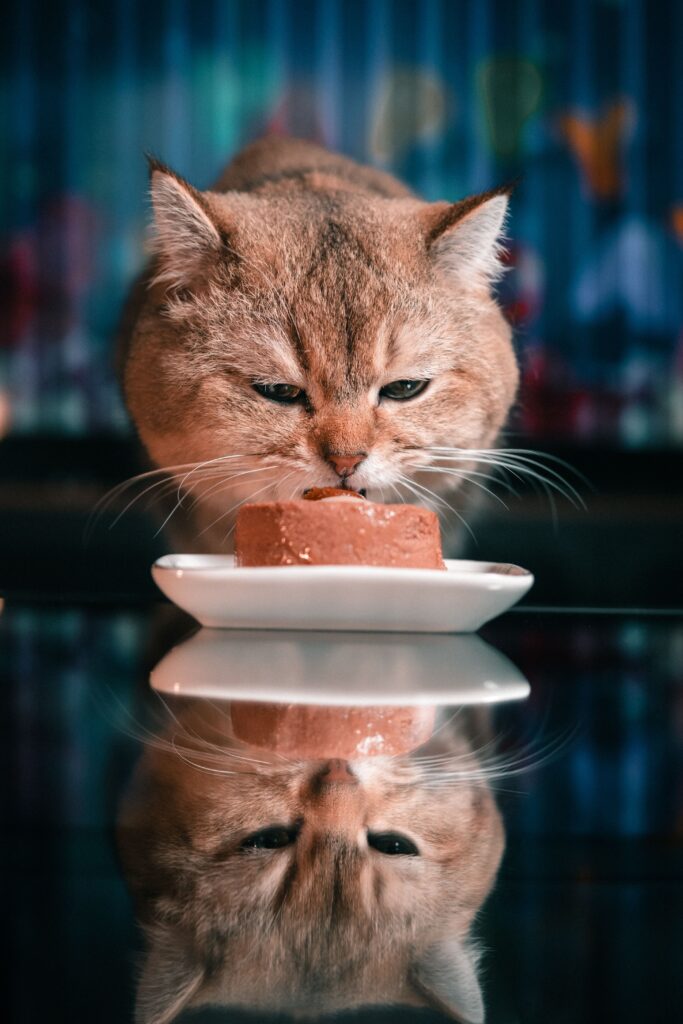 Migliore Cibo Umido Economico per Gatti — Guida Completa pexels silviopelegrin 20545902