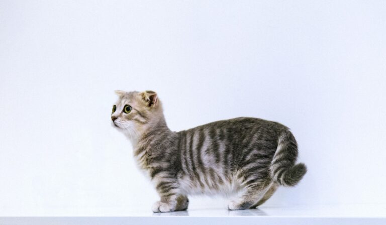 Gatto Munchkin: Carattere, Scheda Completa e Consigli