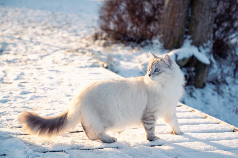 Gatto Siberiano: Carattere, Scheda Completa e Consigli