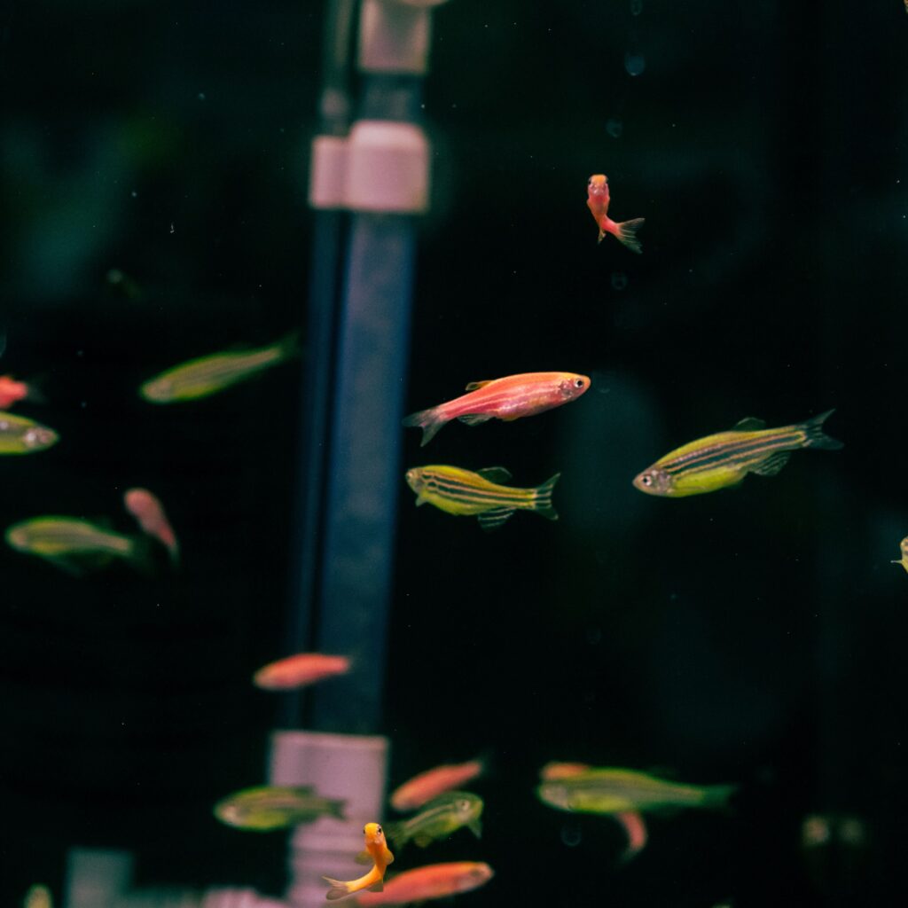 Migliore Riscaldatore per Acquario: Guida Completa pexels aboodi 18435519