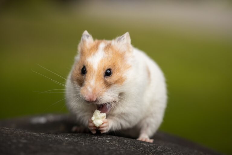 Migliore Cibo per Topi e Ratti: Guida Completa